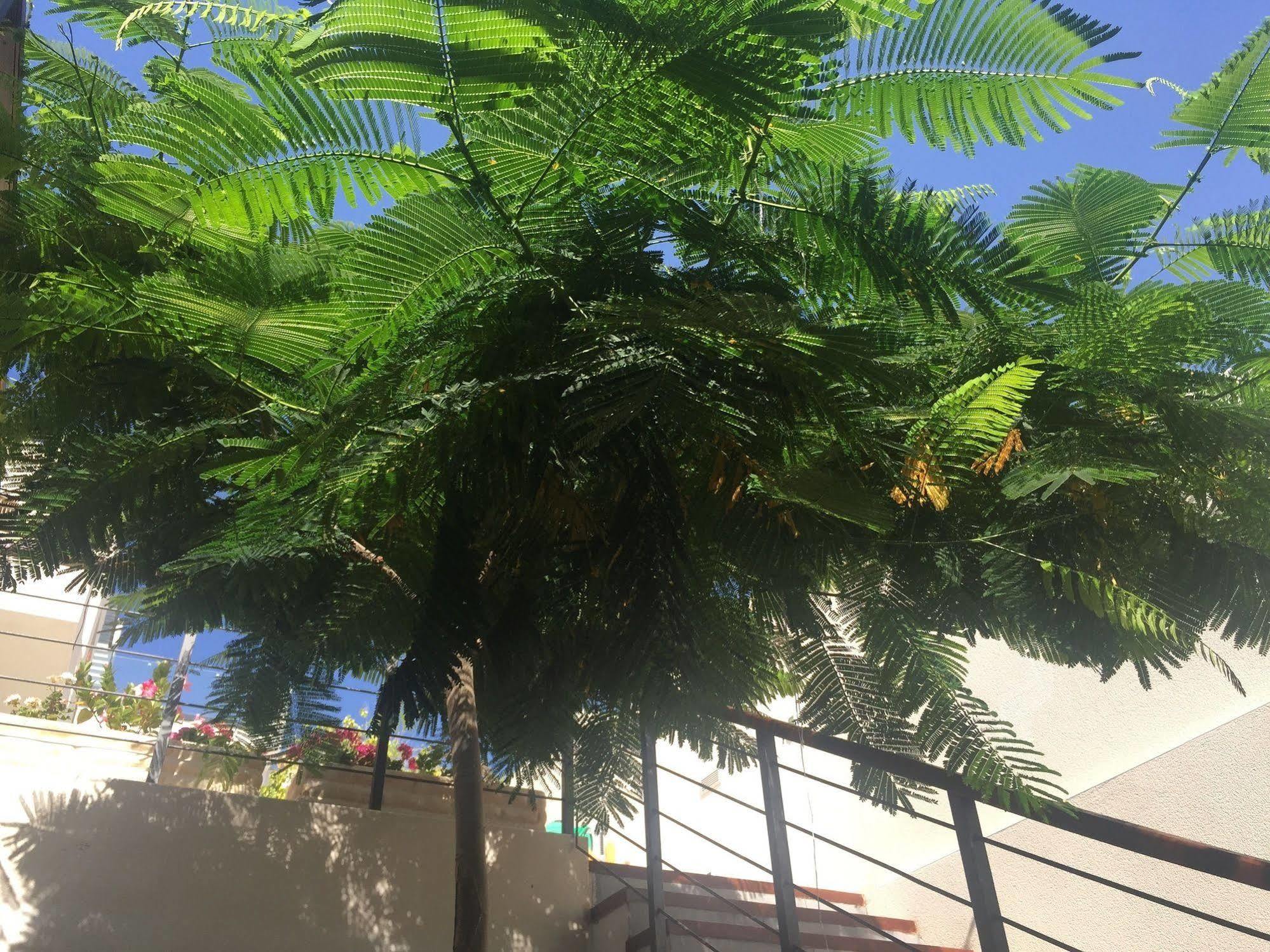 אדחה Villa Casa Flamboyant מראה חיצוני תמונה